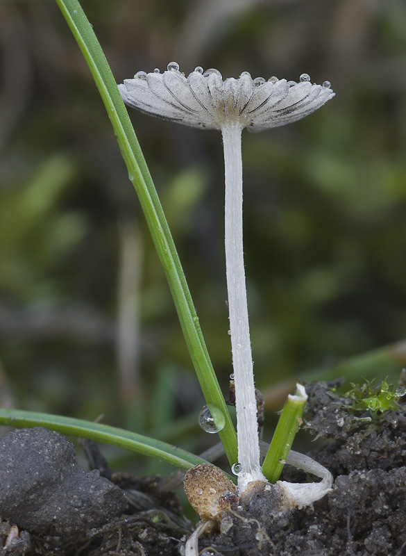 Coprinellus deminutus